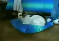 อัยการเห่า หนัง x วีดีโอ